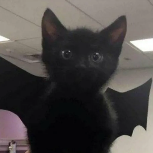 creator -W1LL0W-'s avatar