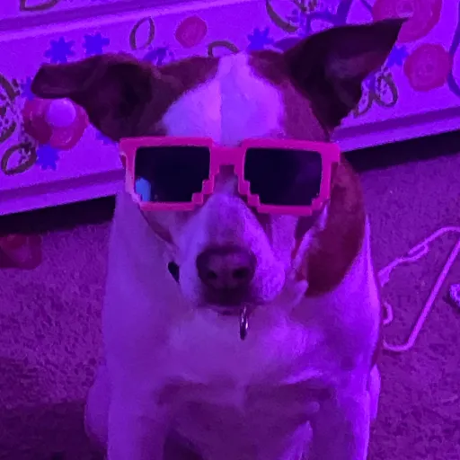 creator Cool doggy's avatar