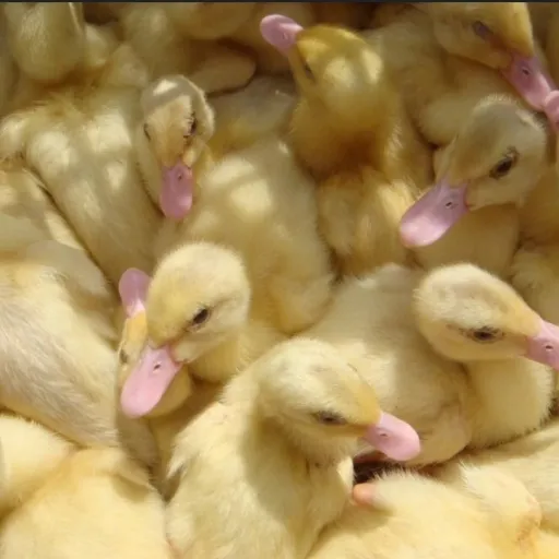 creator Duckyy6's avatar