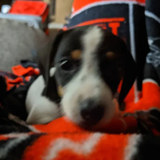 creator puppy Nacho's avatar
