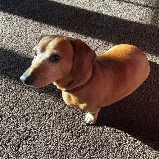 creator Mr.HamDoge's avatar