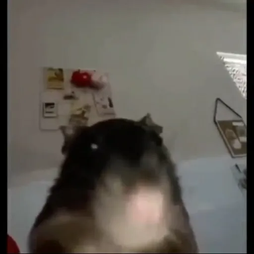 creator da rat's avatar
