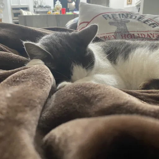 creator catlover's avatar