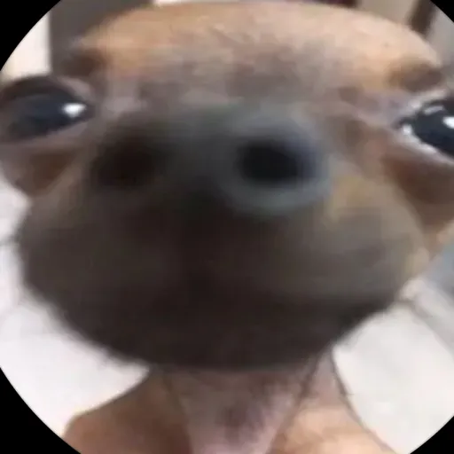 creator Sofía 🦛🛸's avatar