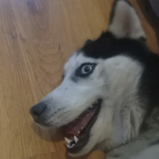 creator husky1222's avatar