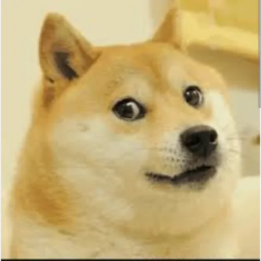 creator magic Doge's avatar