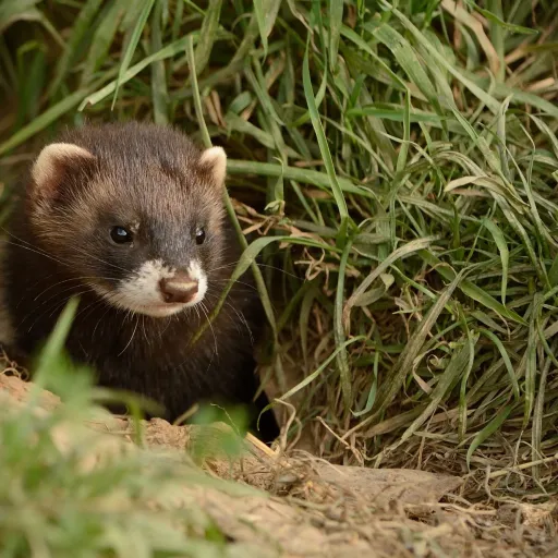 creator Ferrets rule's avatar