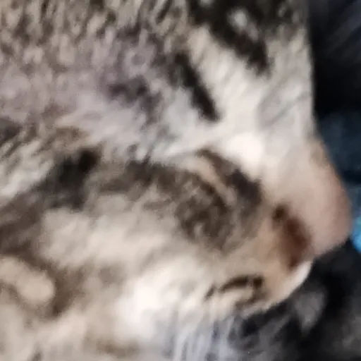 creator catmarts's avatar
