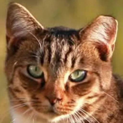 creator My$t3ry☆'s avatar