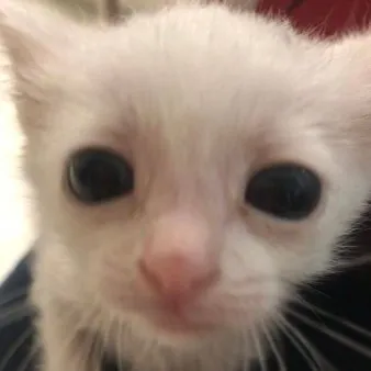 creator a cat bruh's avatar