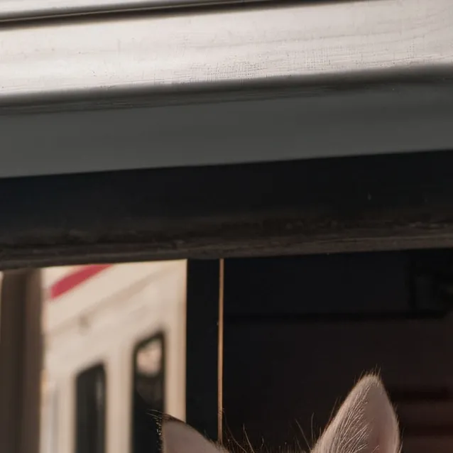 chat with ai character: Lost Kitten