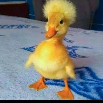creator im ducki's avatar