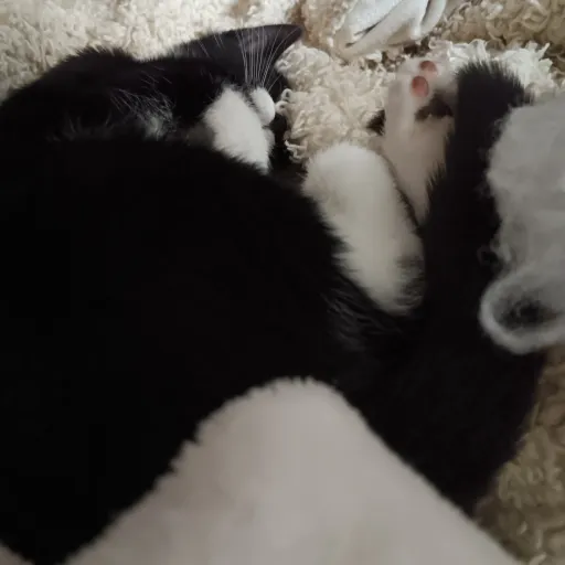 creator wHaT dID tHe CaT's avatar