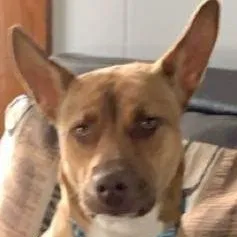 creator Togoisdabestdoggy's avatar