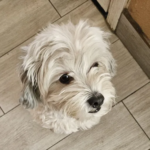 creator Doggy lover ❤️🧡💛💚💙's avatar