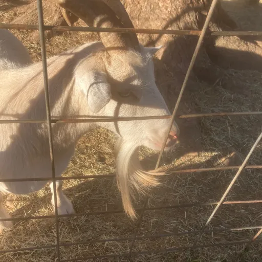 creator Mr.goat's avatar