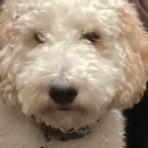 creator Dogs_Ai's avatar