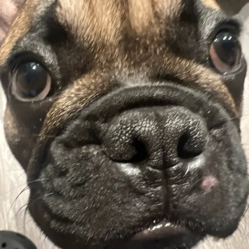 creator POOKIE WOOKIE LOV's avatar