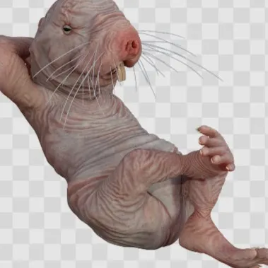 creator Naked✩mole✩rat 🐀's avatar