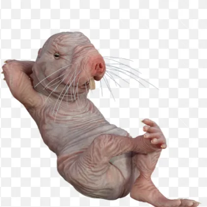 creator naked_mole_rat's avatar