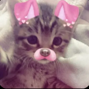 creator ~Emilyyy🌸~'s avatar