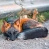 creator sleepytime 452's avatar