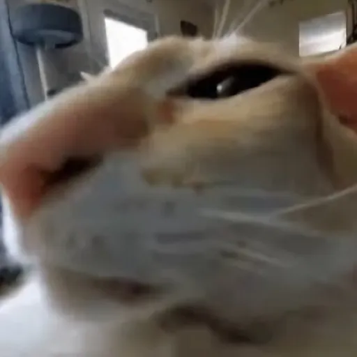 creator guh cat's avatar