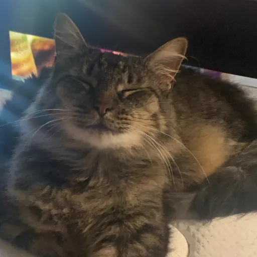 creator CatLady9's avatar