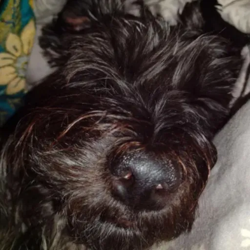 creator ♡MyDog_Mjolnir♡'s avatar