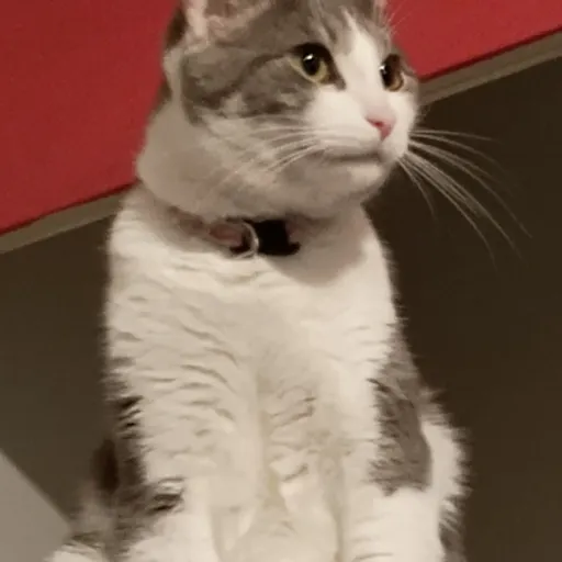 creator floofcat's avatar