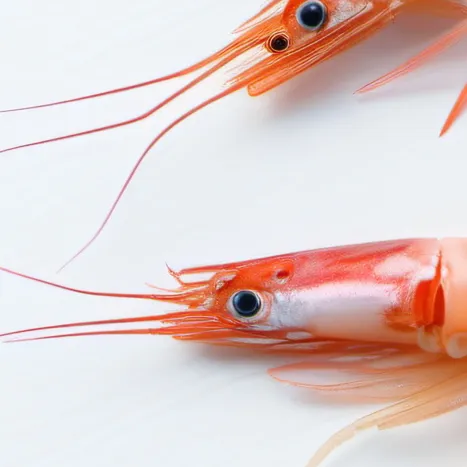 chat with ai character: Shrimp
