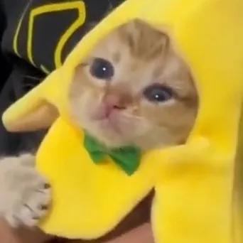 creator SourTheCat's avatar