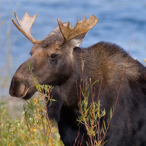 creator epik moose's avatar