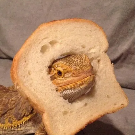 creator bread▪︎on▪︎paws's avatar