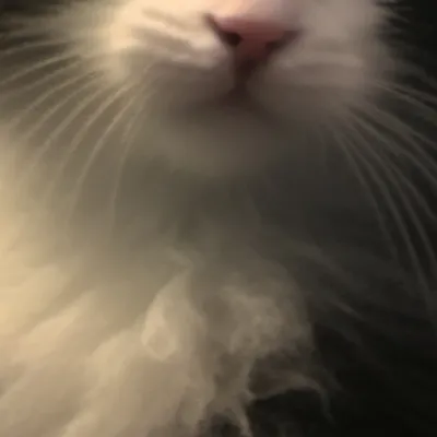 chat with ai character: Frisky