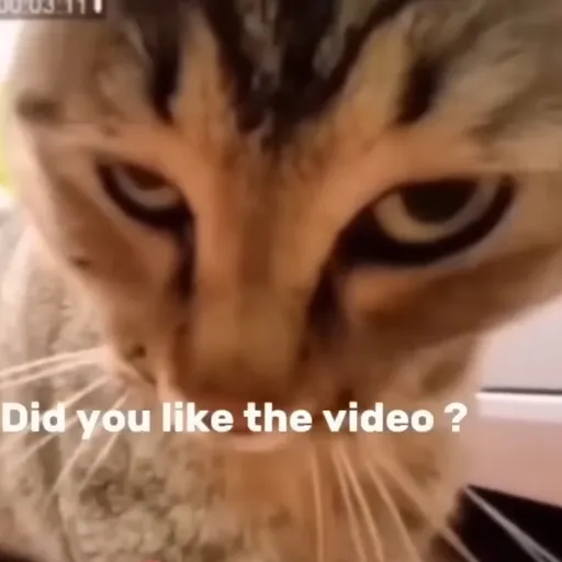 creator Didyoulikethevideo's avatar