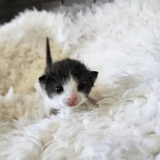 creator ʀᴇɴ ♡'s avatar