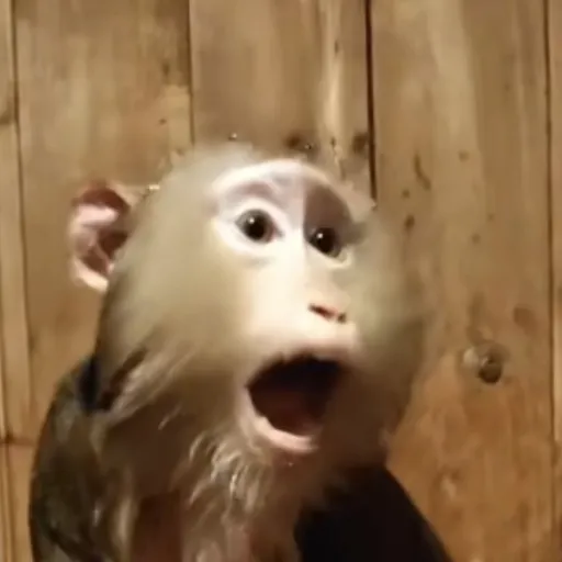 creator slaywwhatuwannasla's avatar