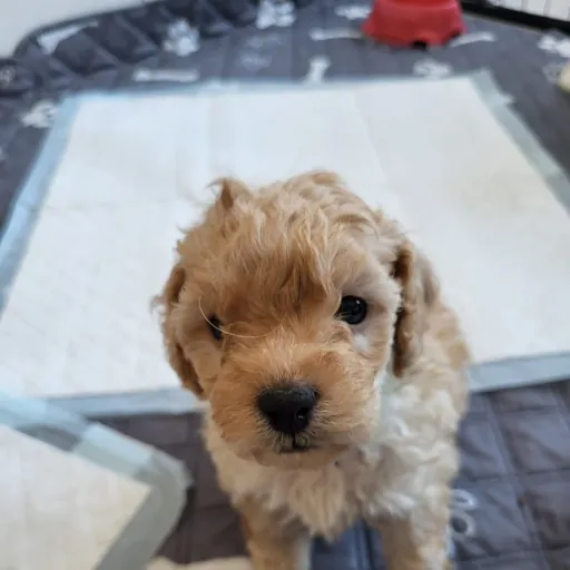 creator _-sandy-_(my dog)'s avatar