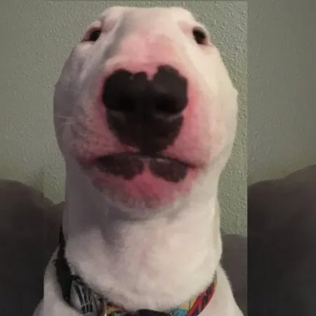 creator Lord of blaspheme's avatar