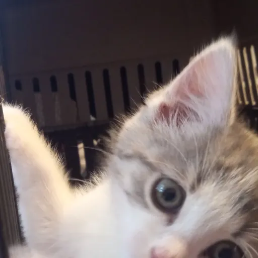 creator Catlover_has6cats's avatar