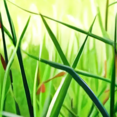 chat with ai character: Grass 
