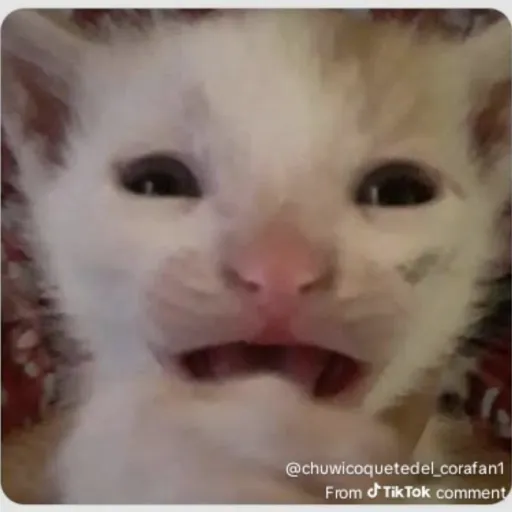 creator I ate your toast's avatar