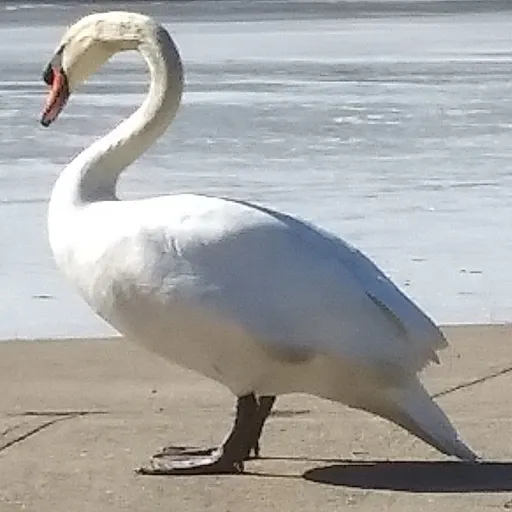 creator ×'-Møth-'×'s avatar