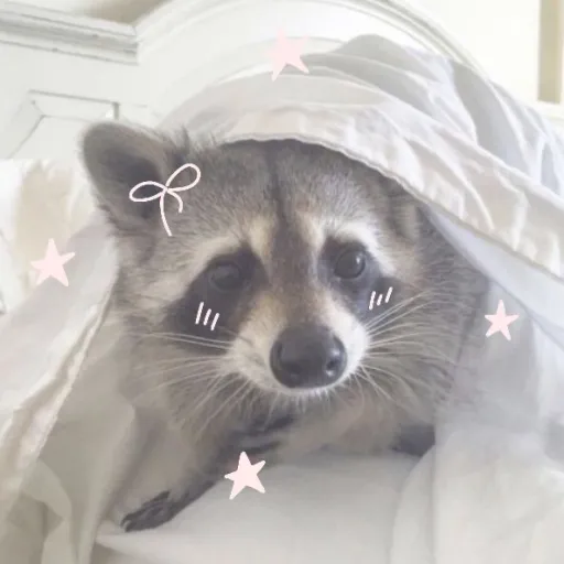 creator RACCOON_LOVER!!'s avatar