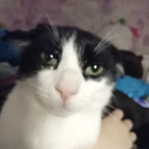 creator rip my cat's avatar
