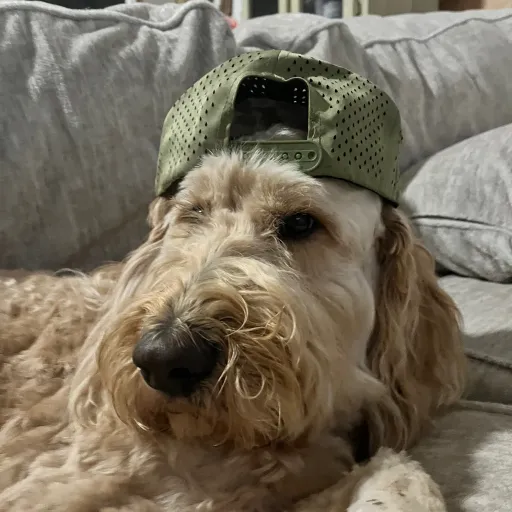 creator Cool dog's avatar