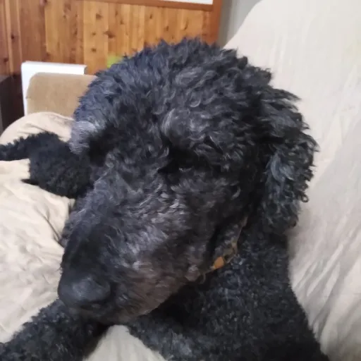 creator MyDogsName:Charlie's avatar