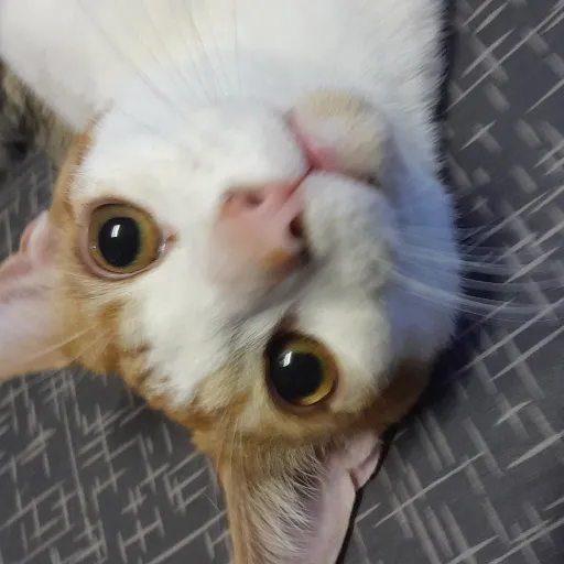 creator ReddYYYYYYYY's avatar