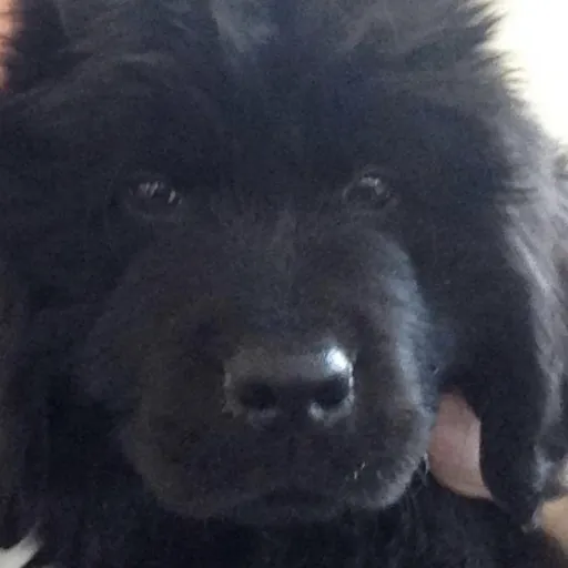 creator My puppy cooper's avatar